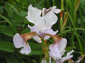 Iris.sibirica.O.jpg