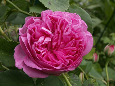 Louise-Odier-05-07.jpg
