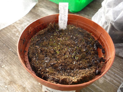 Papaver alpinum Sämlinge 30.01.2019.JPG