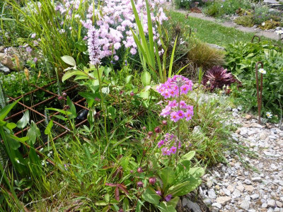 Primula bulesiana_02.06.2018.JPG