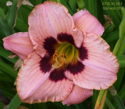 GT01-KL16.1 (Strawb C X Miki) X Always After #001.jpg
