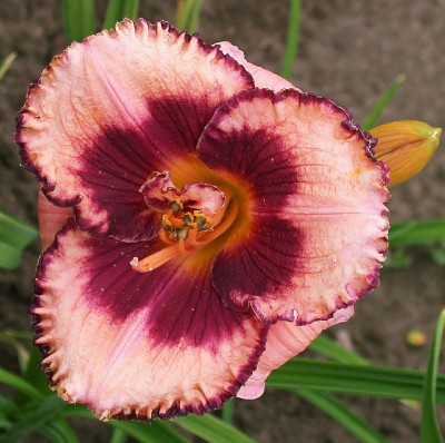  GT01-KL3.11 Strawberry Candy x Pirate's Patch.#001.jpg