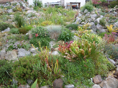 Moorbeet Anlage Alp 2011_29.06.2017.JPG