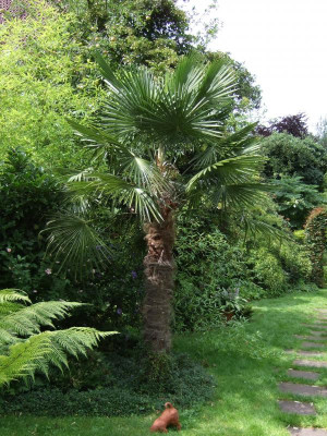 Trachycarpus Hanfpalme.JPG