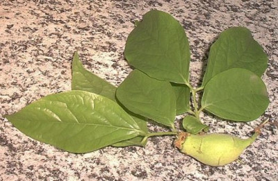 Chimonanthus_praecox_Ascona.jpg