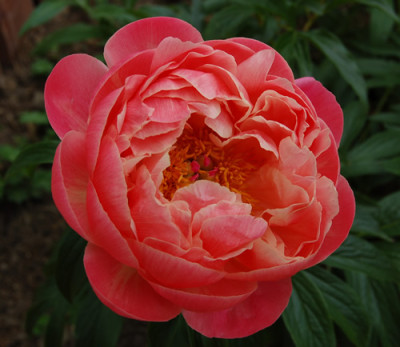 Coral_Charme_P_4326_90.jpg