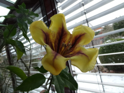 Solandra Maxima.JPG