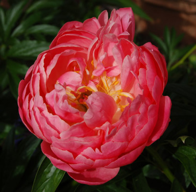 Coral_Sunset_P_4123_88.jpg