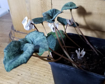 20190202_105100.jpg