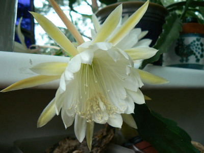 Epi_weiss_07_05_17a.jpg