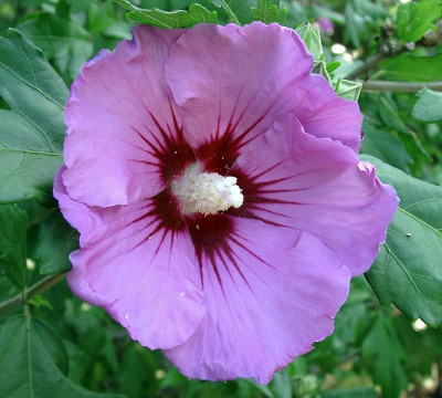 08040006_eHibiscus_Hybride.JPG