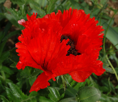 Turkischer_Mohn_Turkenlouis_R_4346_90.jpg
