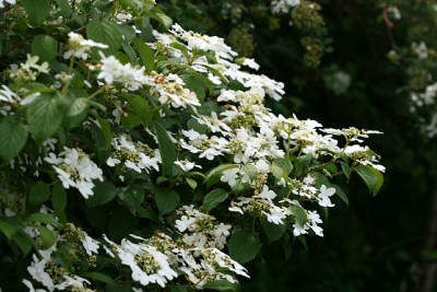 Str_Viburnumplicatumwatanabe140507.jpg