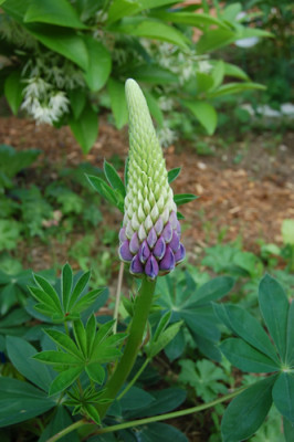 Lupine_Gallery_P_4539_92.jpg