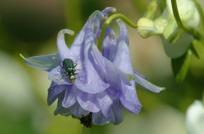 Aquilegia_X_4_15-05-2007.jpg