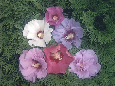 Hibiskusschen.jpg