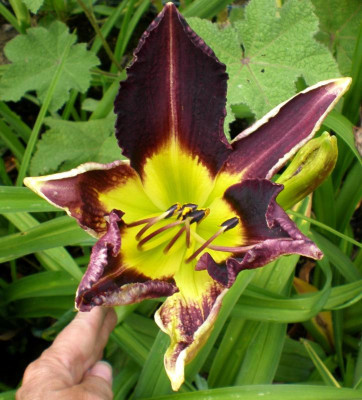 Säml 15-100  Venus Fly Trap x Horny Toad.jpg