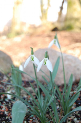 DSC_1011.JPG