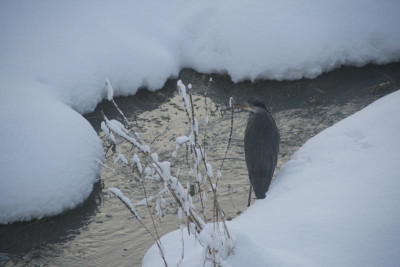 Graureiher0119.JPG