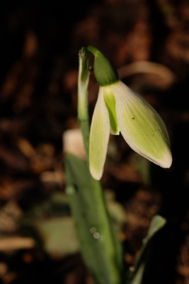 DSCF7453_3618.JPG