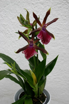 Zygopetalum0107.jpg