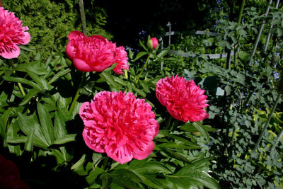 Pfingstrosen0307.jpg