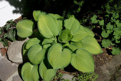Hosta1507.jpg