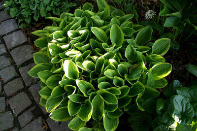 Hosta0107.jpg