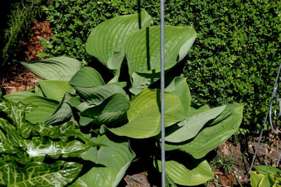 Hosta1207.jpg