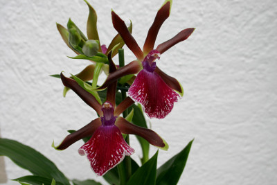 Zygopetalum0207.jpg