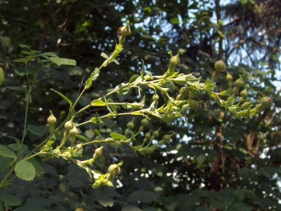 P6202283.JPG