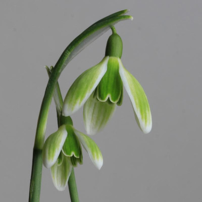 GREEN TEAR 2Blüten.jpg