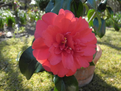 Althaeiflora 2016-03-16 2.jpg.JPG