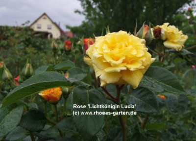 lichtlucia.jpg