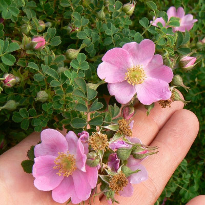 tn_s_rosa_nanothamnus_var1.jpg