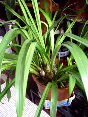 14c Orchidee cymbidie.JPG