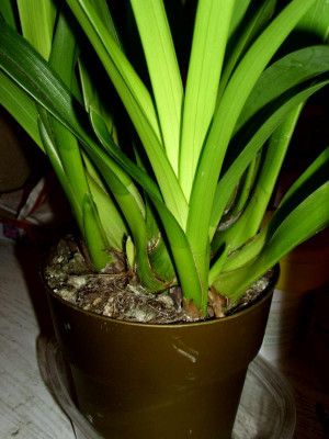 14e Orchidee Cymbidie.JPG