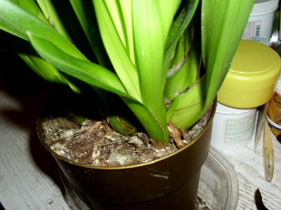 14 Orchidee Cymbidie.JPG