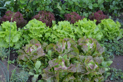 Salat + Unkraut.jpg