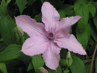 Hagley_Hybrid_Mai_07.jpg
