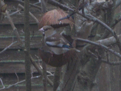 Februar 2019 - 1 126.JPG