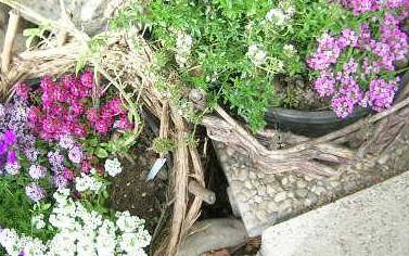 Alyssum_v._superdino_u.verena.jpg