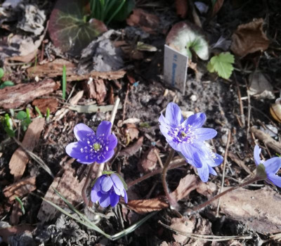 IMG_20190208_132728.jpg