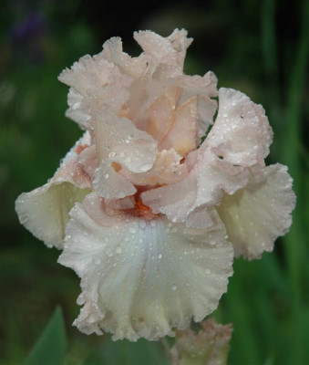 A3680a_Large.JPG