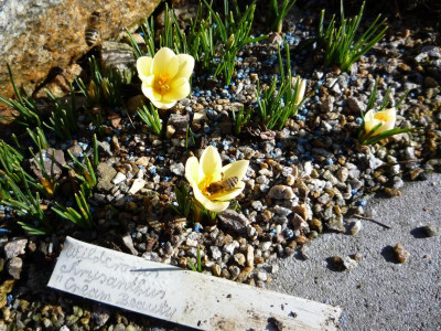 Crocus chrysanthus Cream Beauty_2_11.03.2018.JPG