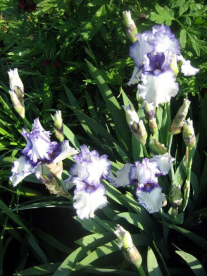 Orinoko_Flow_4921_r11.jpg