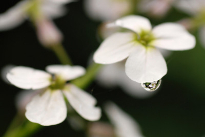 Hesperis-Tropfen-2-k.jpg