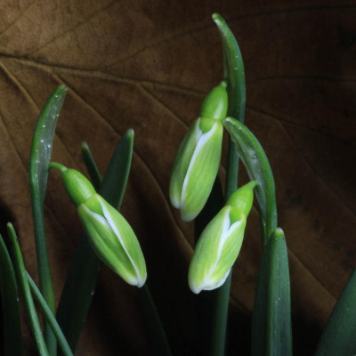 GRÜNER FRÜHAUFSTEHER klein.jpg