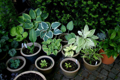 Hosta0307.jpg