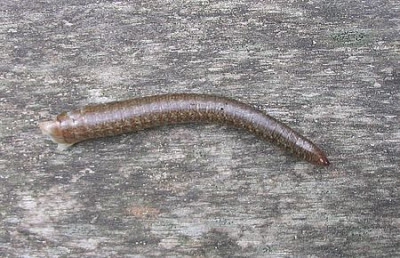 Blindschleiche_5_fars_2007.jpg